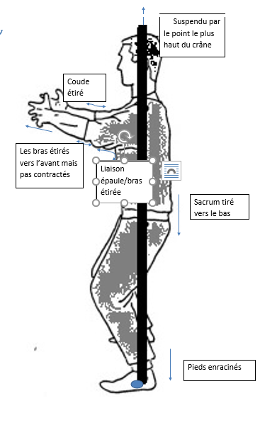 La base: la posture de l'arbre